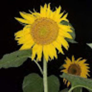 Meet your Posher, Aimee